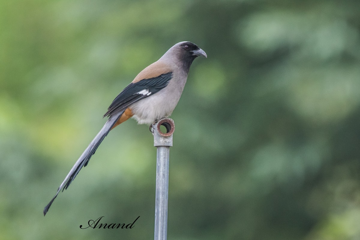 Gray Treepie - ML641968459