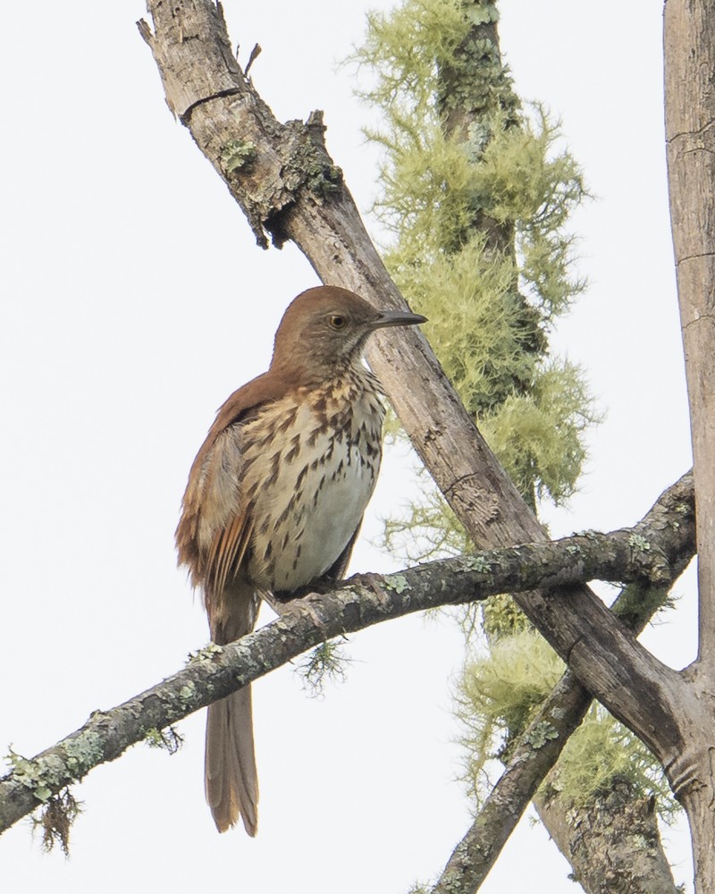 Brown Thrasher - ML641968461