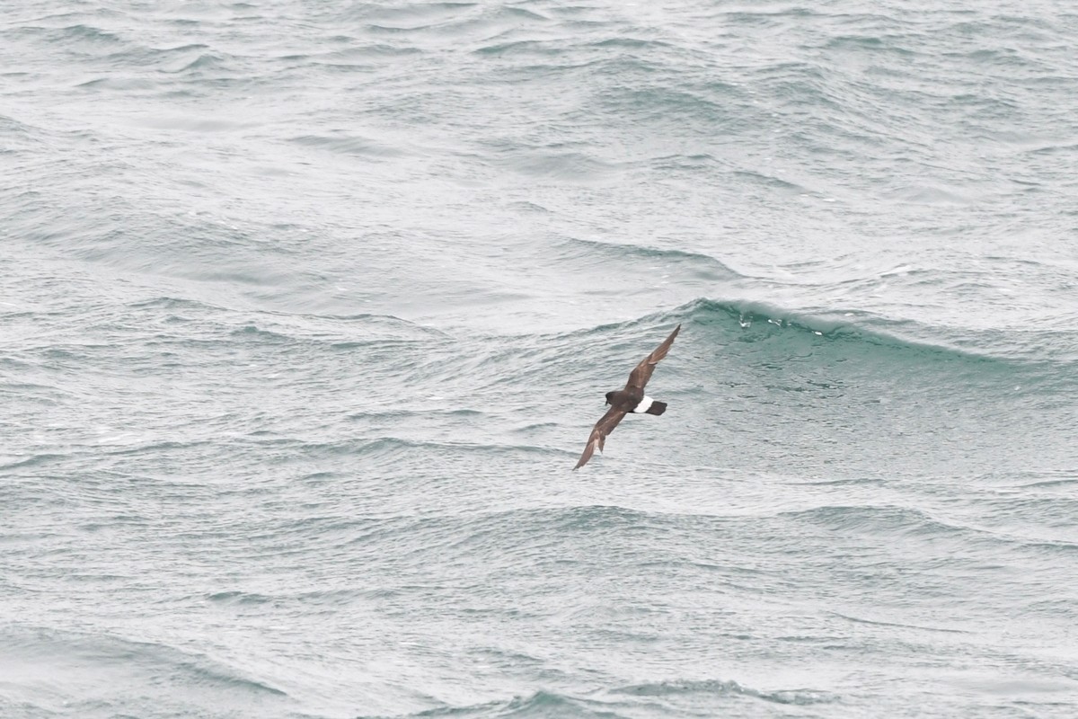 European Storm-Petrel - ML641968484