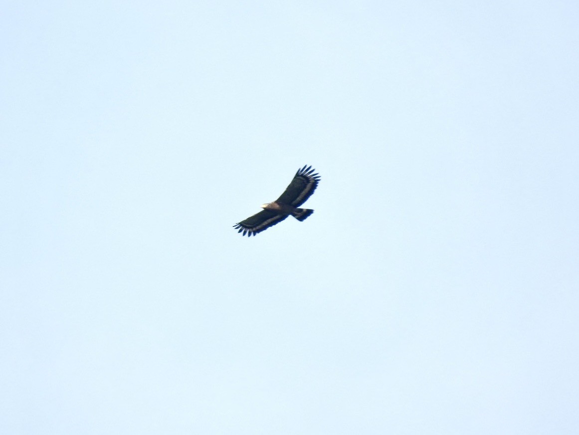 Haubenschlangenadler - ML641968487