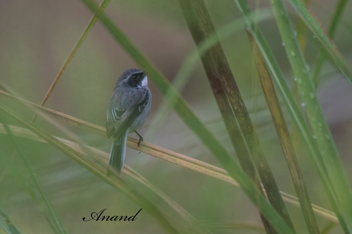 Gray Bushchat - ML641968506