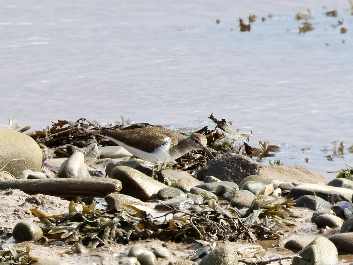 Common Sandpiper - ML641968507