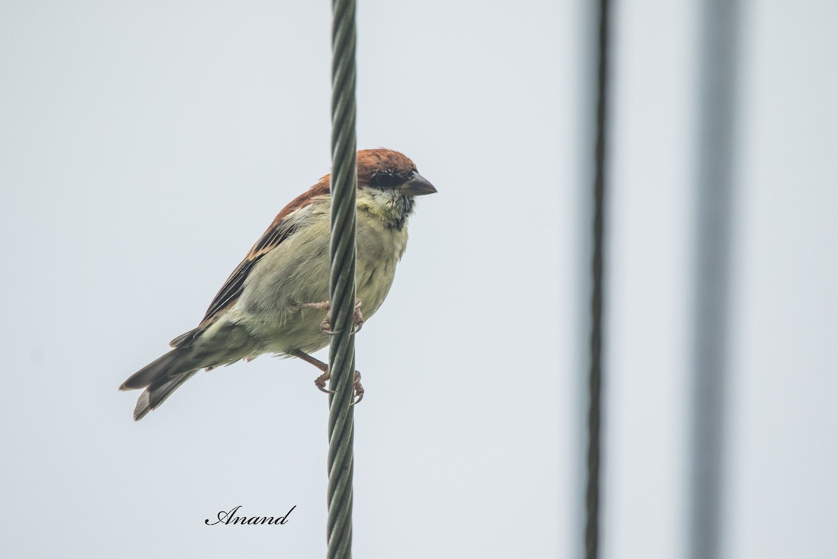 Russet Sparrow - ML641968515
