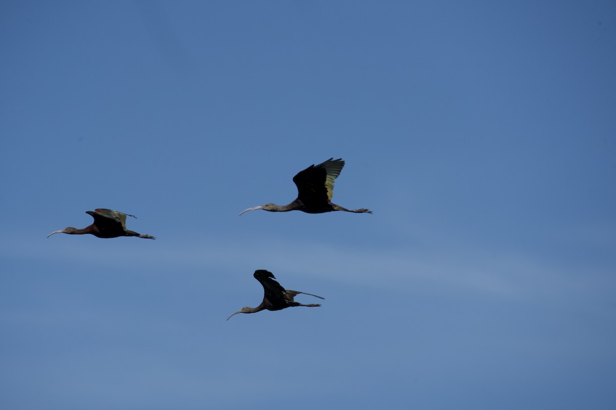 White-faced Ibis - ML641968516