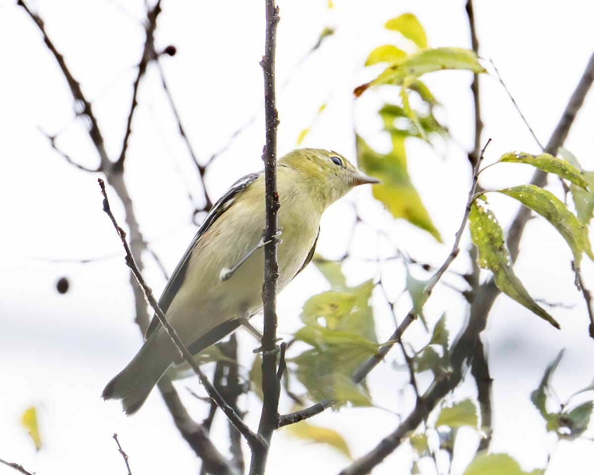 Bay-breasted Warbler - ML641968526