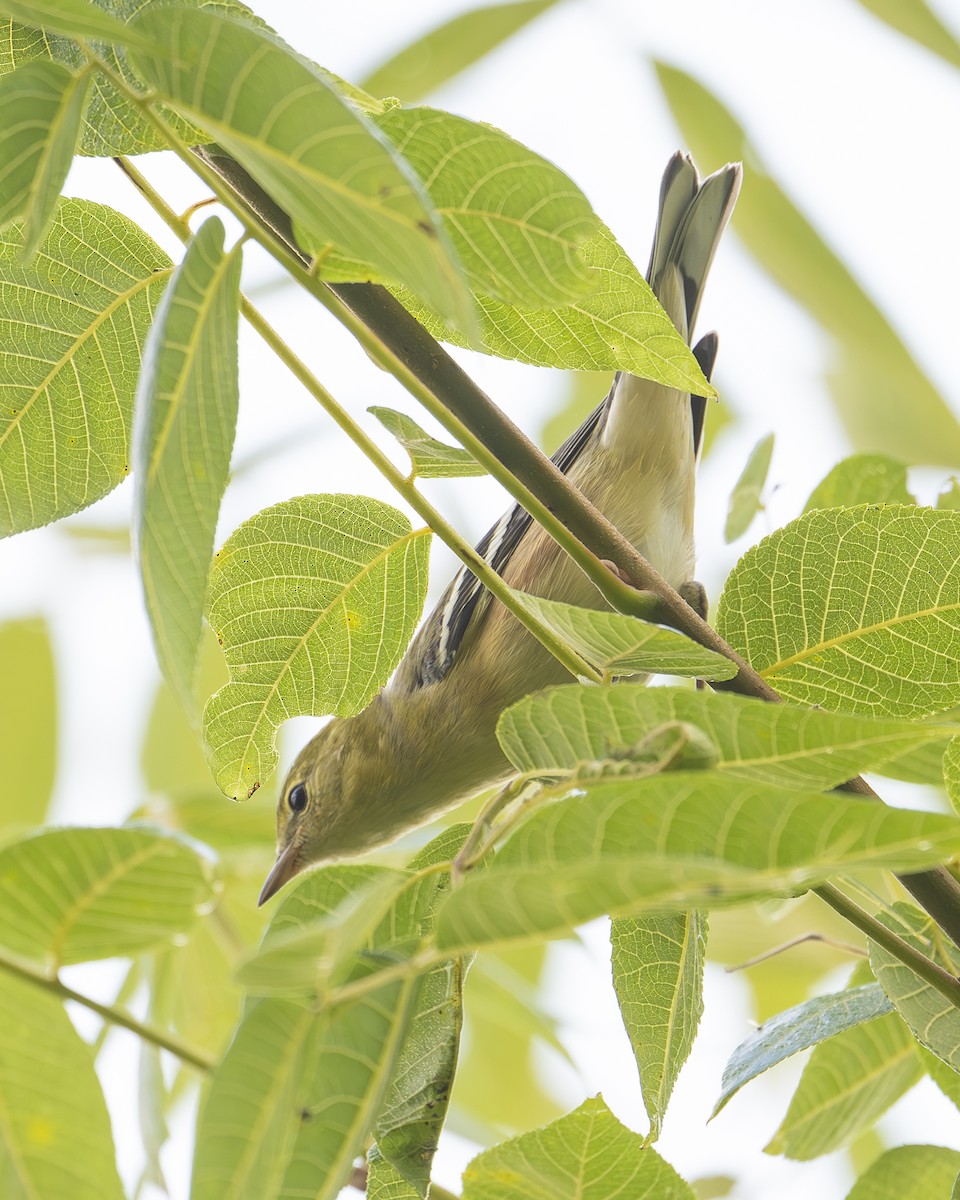 Bay-breasted Warbler - ML641968527