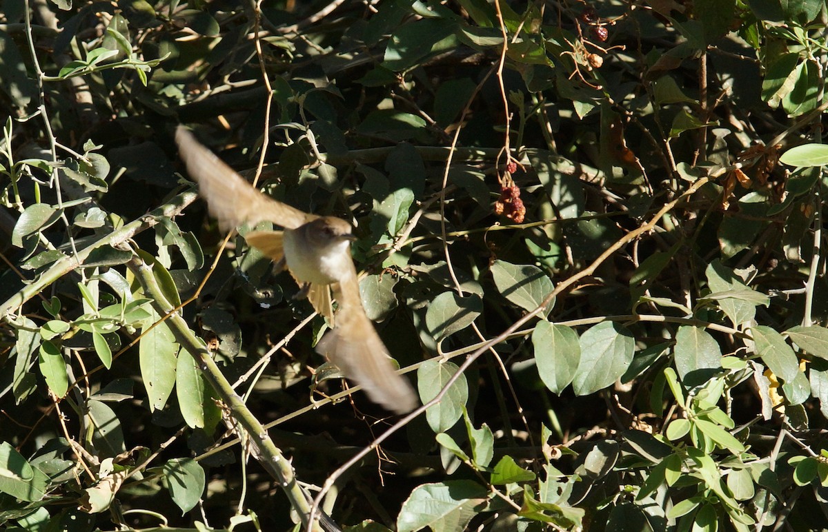 Terrestrial Brownbul - ML641968534