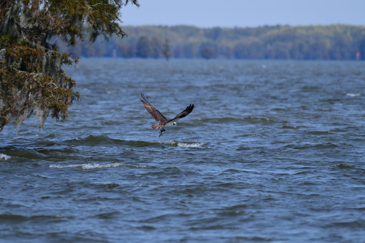 Balbuzard pêcheur - ML641968565
