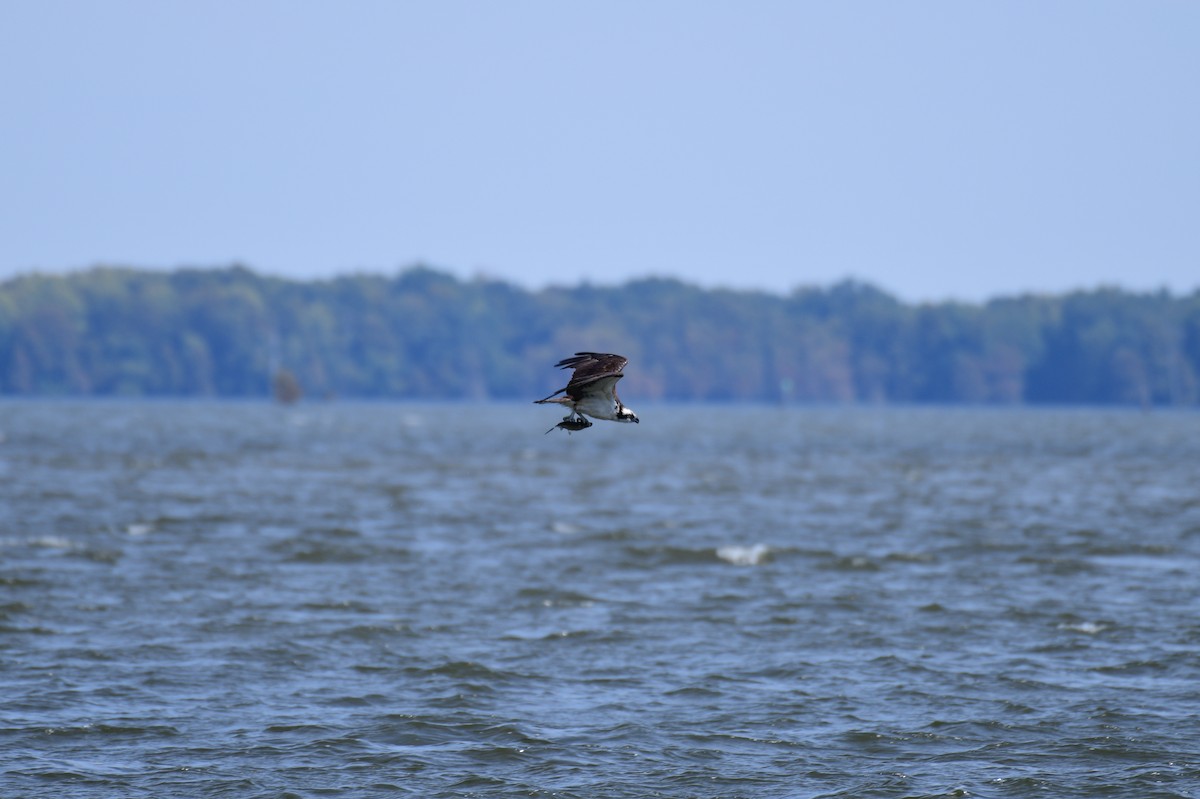 Balbuzard pêcheur - ML641968582