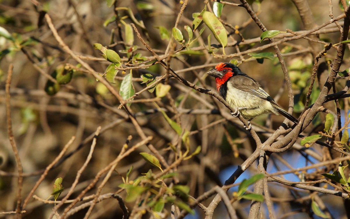 Black-collared Barbet - ML641968583