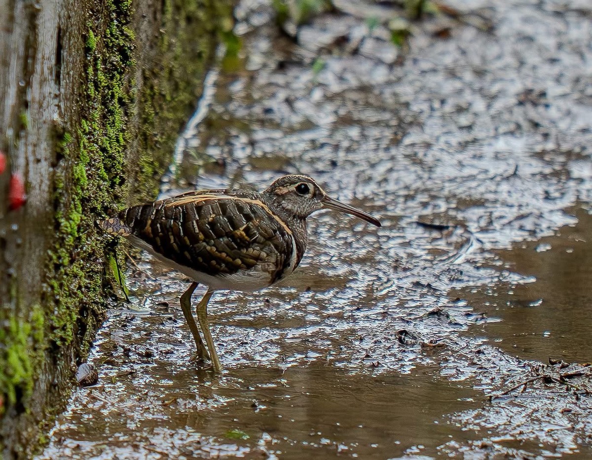 Greater Painted-Snipe - ML641968617