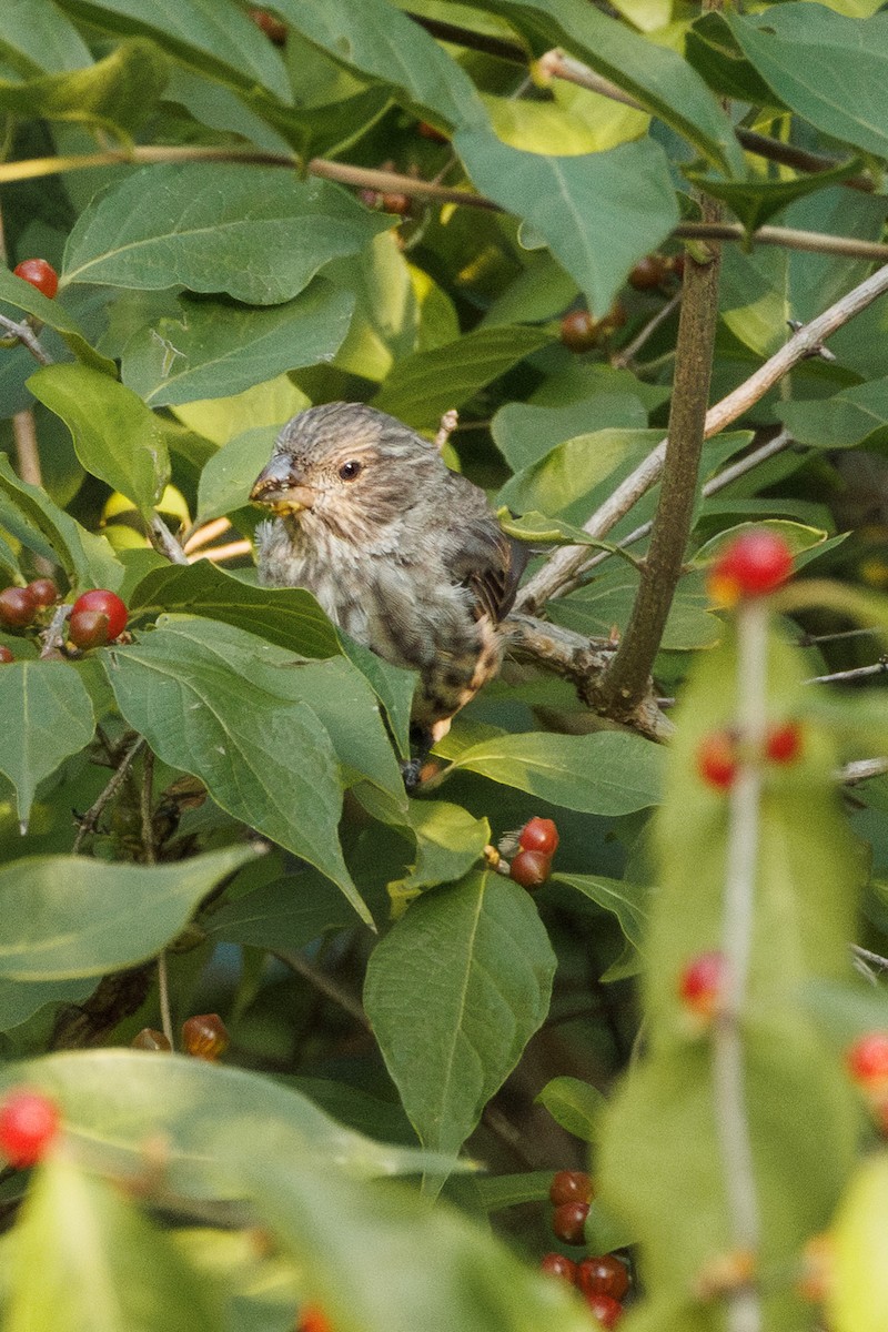 House Finch - ML641968628