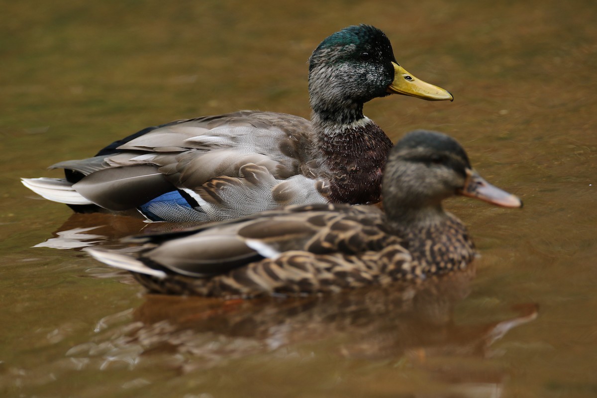 Canard colvert - ML641968644