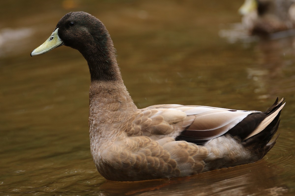 Canard colvert (forme domestique) - ML641968647