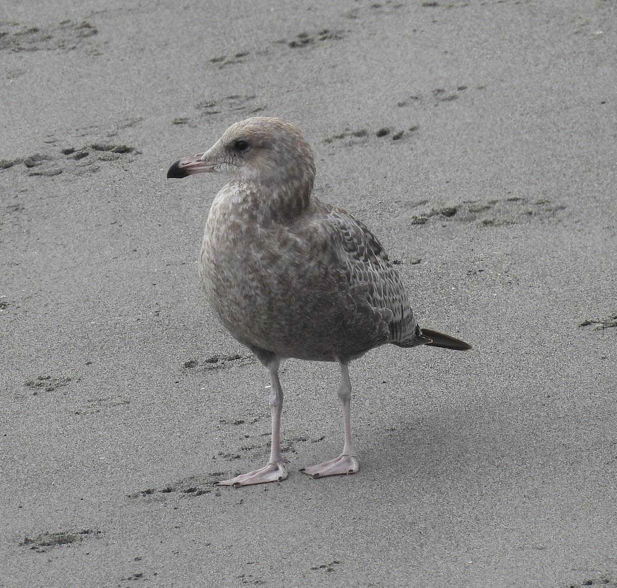 Western Gull - ML641968650