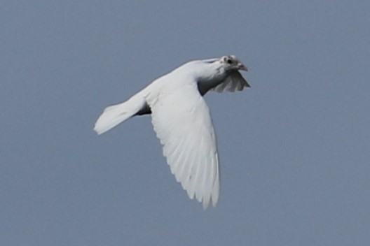 Pigeon biset (forme domestique) - ML641968653