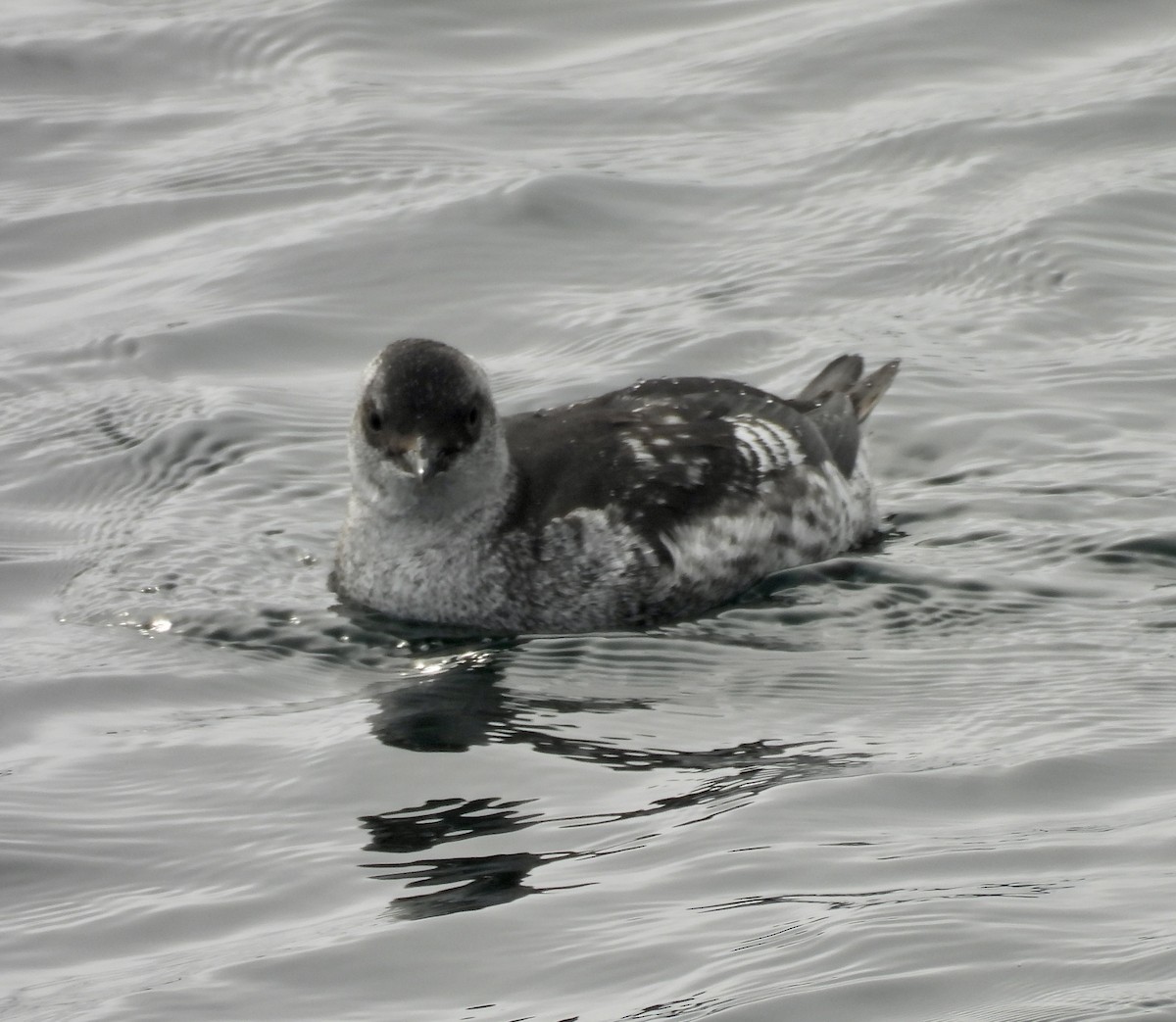 Guillemot colombin - ML641968655