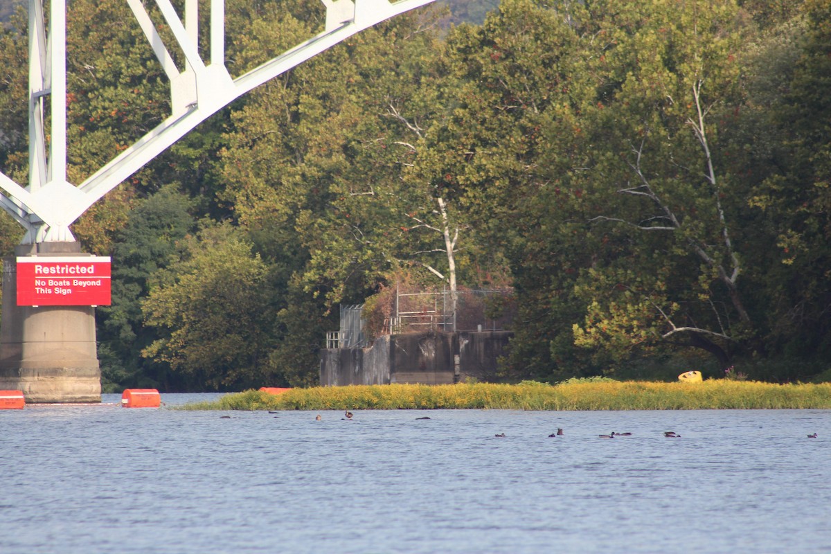 Canard colvert - ML641968660