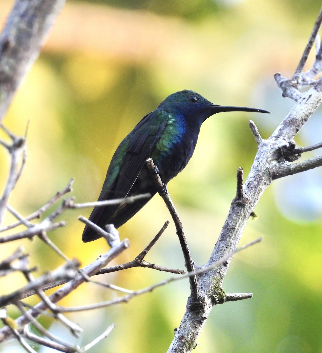 Mango à cravate noire - ML641968674