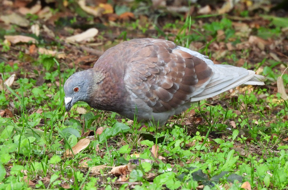 Rock Pigeon (Feral Pigeon) - ML641968686