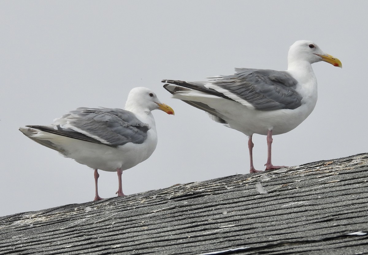 Western Gull - ML641968706