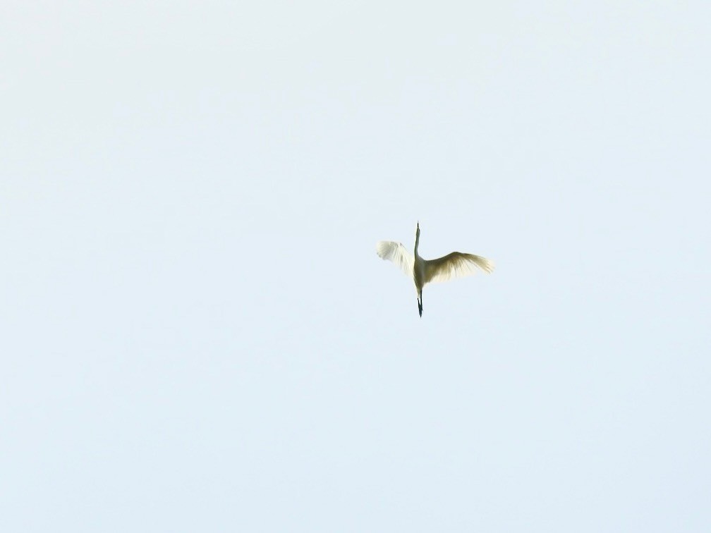 Ardeidoa sp. - ML641968722