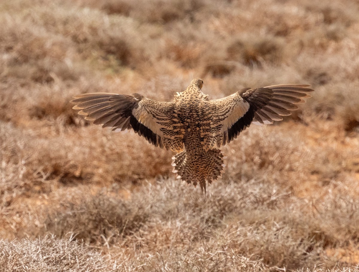 Chestnut-bellied Sandgrouse - ML641968723