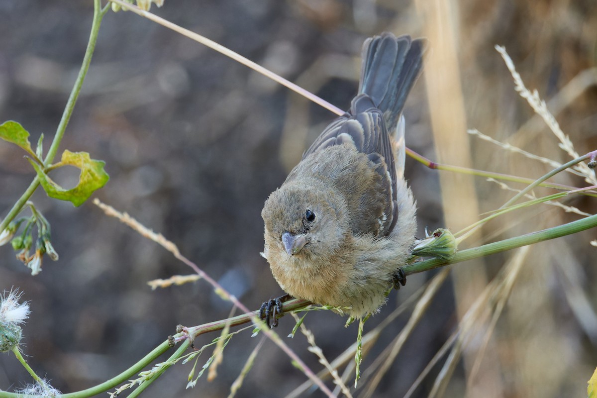 Lazuli Bunting - ML641968740