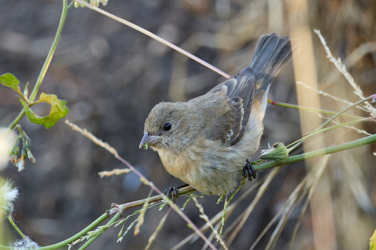 Lazuli Bunting - ML641968743