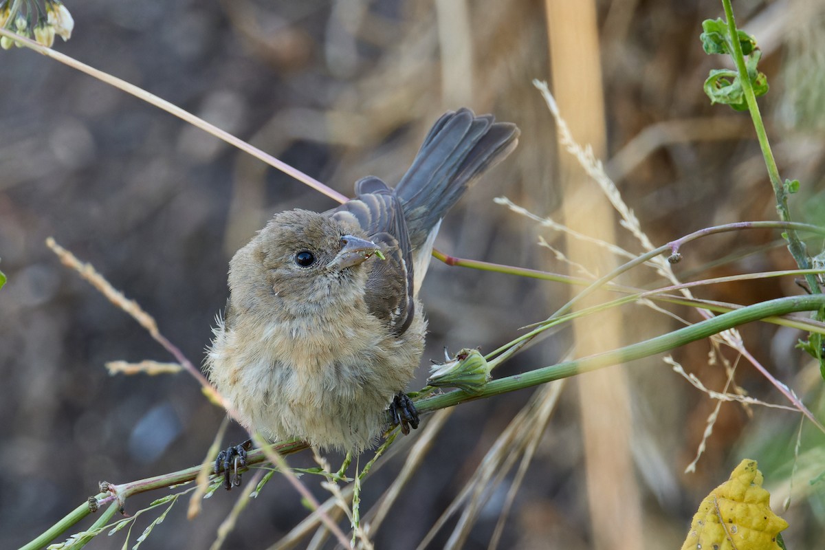 Lazuli Bunting - ML641968748