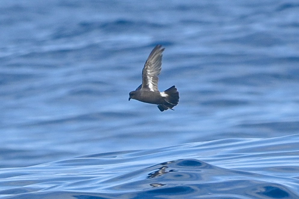European Storm-Petrel - ML641968749