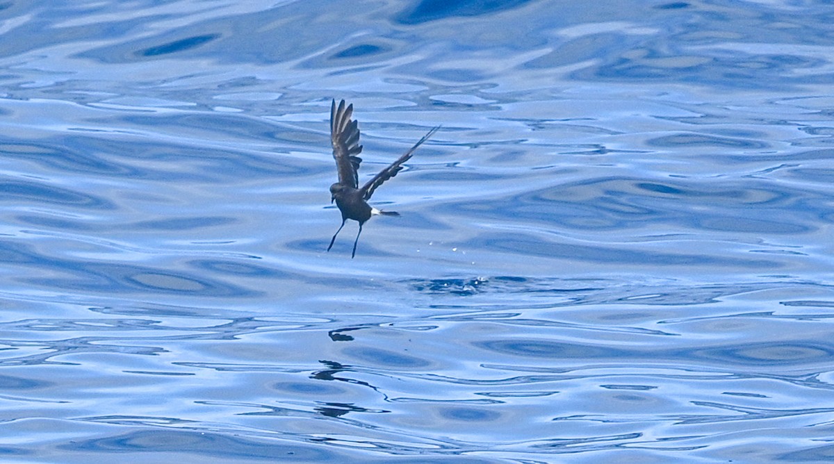 European Storm-Petrel - ML641968750