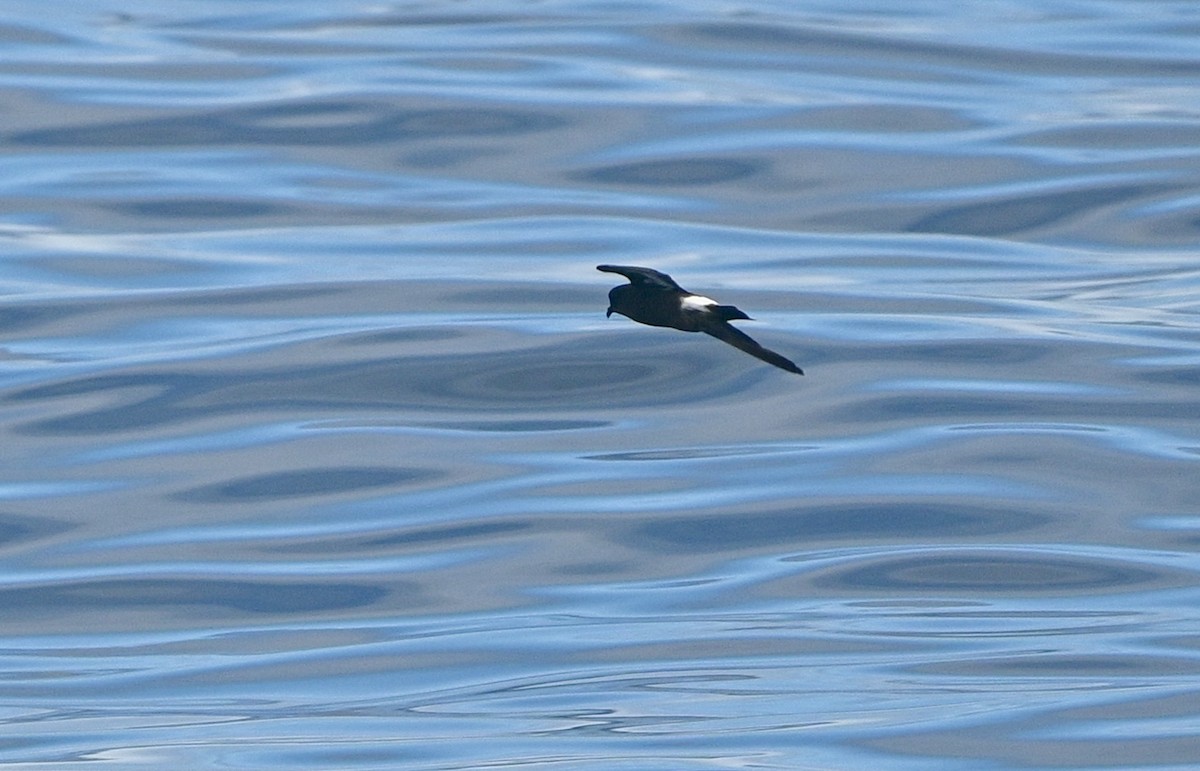 European Storm-Petrel - ML641968751