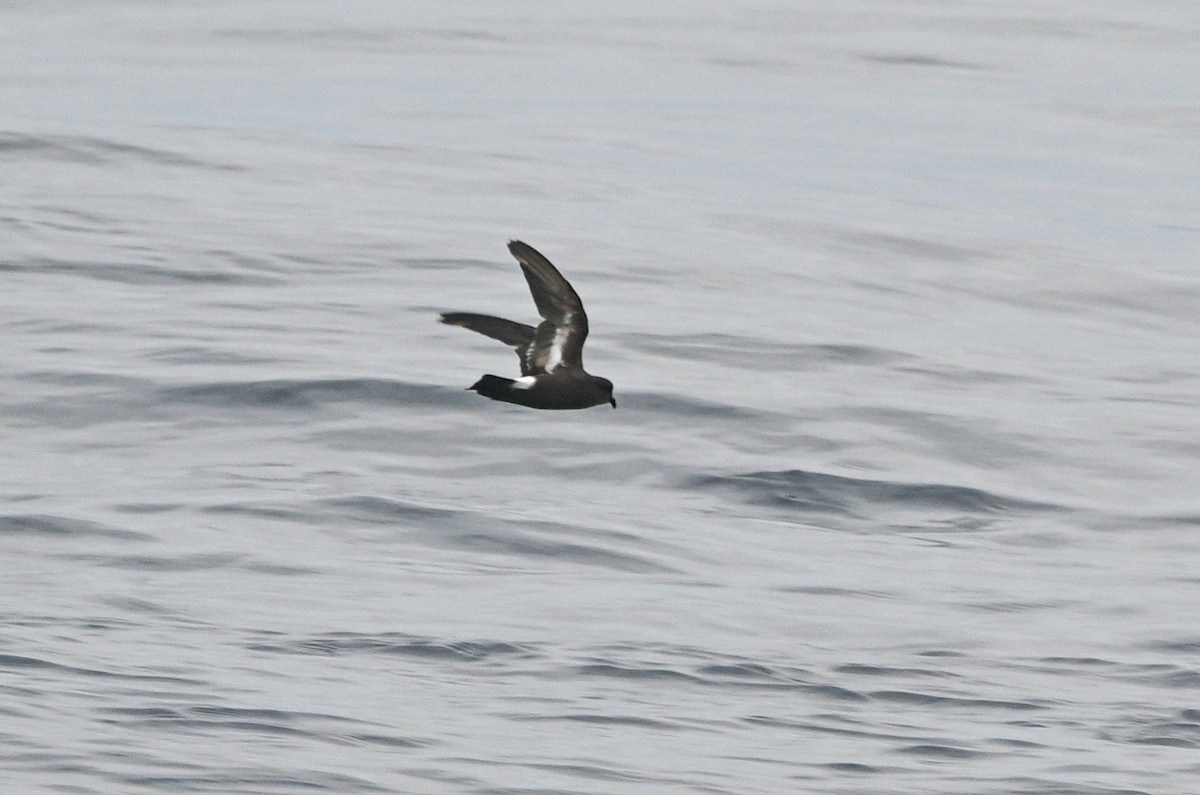 European Storm-Petrel - ML641968752