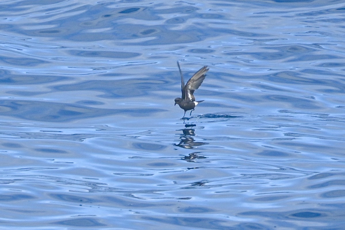 European Storm-Petrel - ML641968753