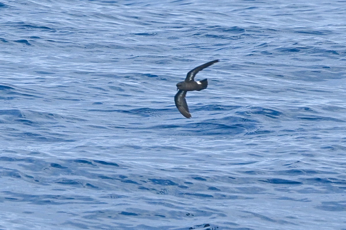 European Storm-Petrel - ML641968754