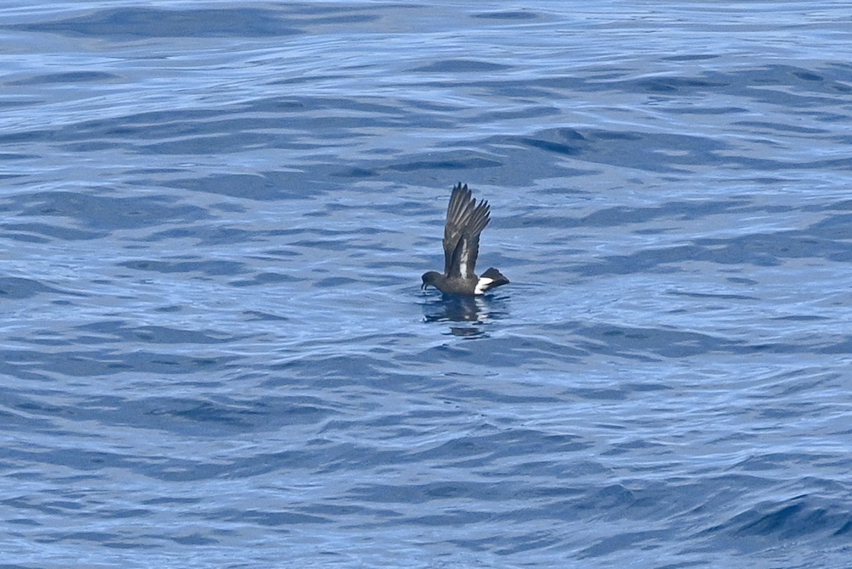 European Storm-Petrel - ML641968756