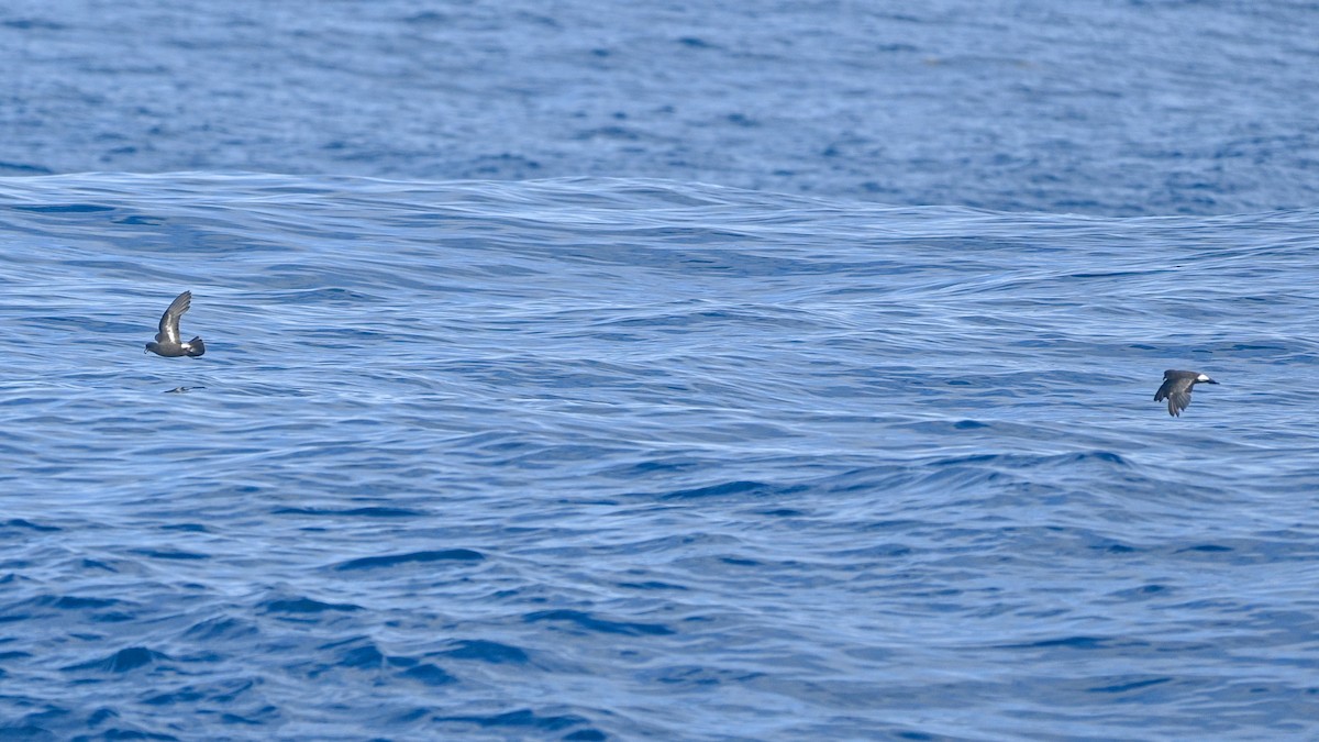 European Storm-Petrel - ML641968758