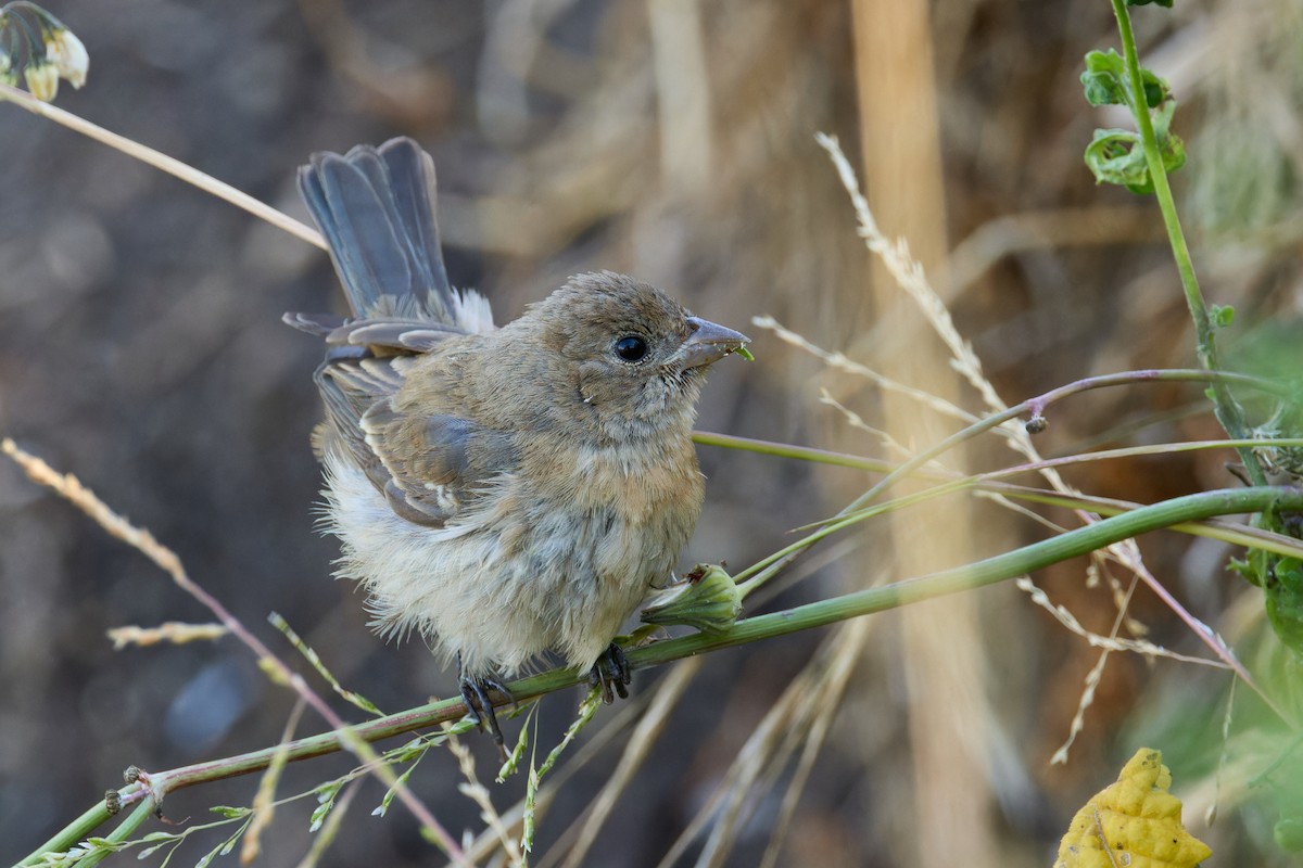 Lazuli Bunting - ML641968759