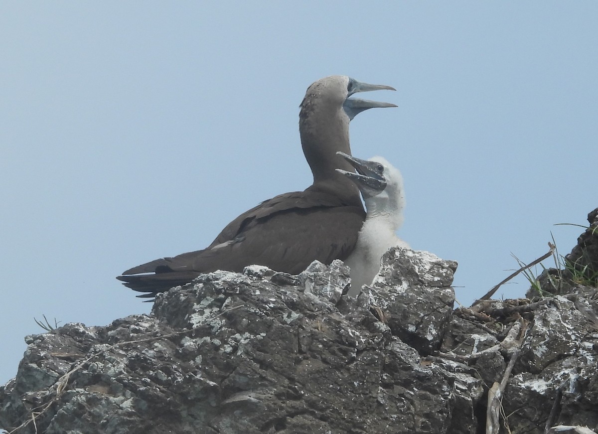 Cocos Booby - ML641968769