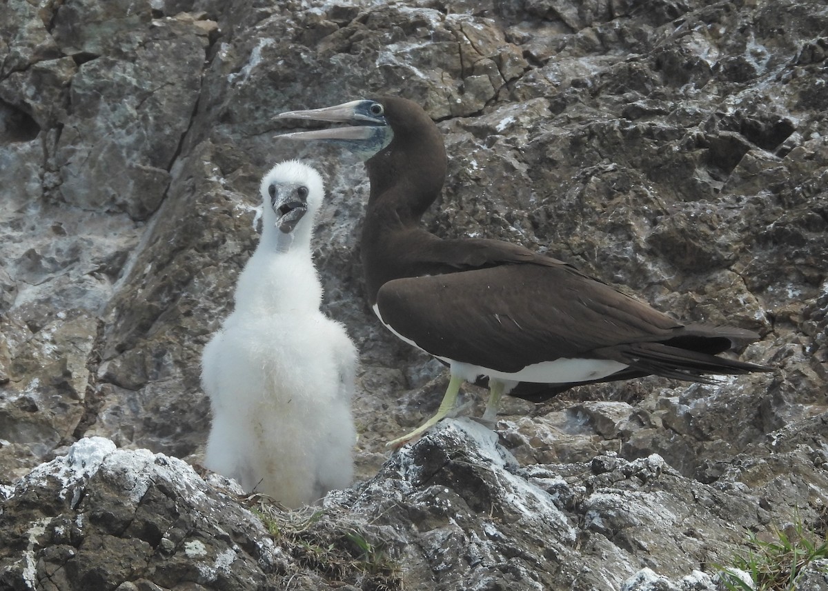 Cocos Booby - ML641968770