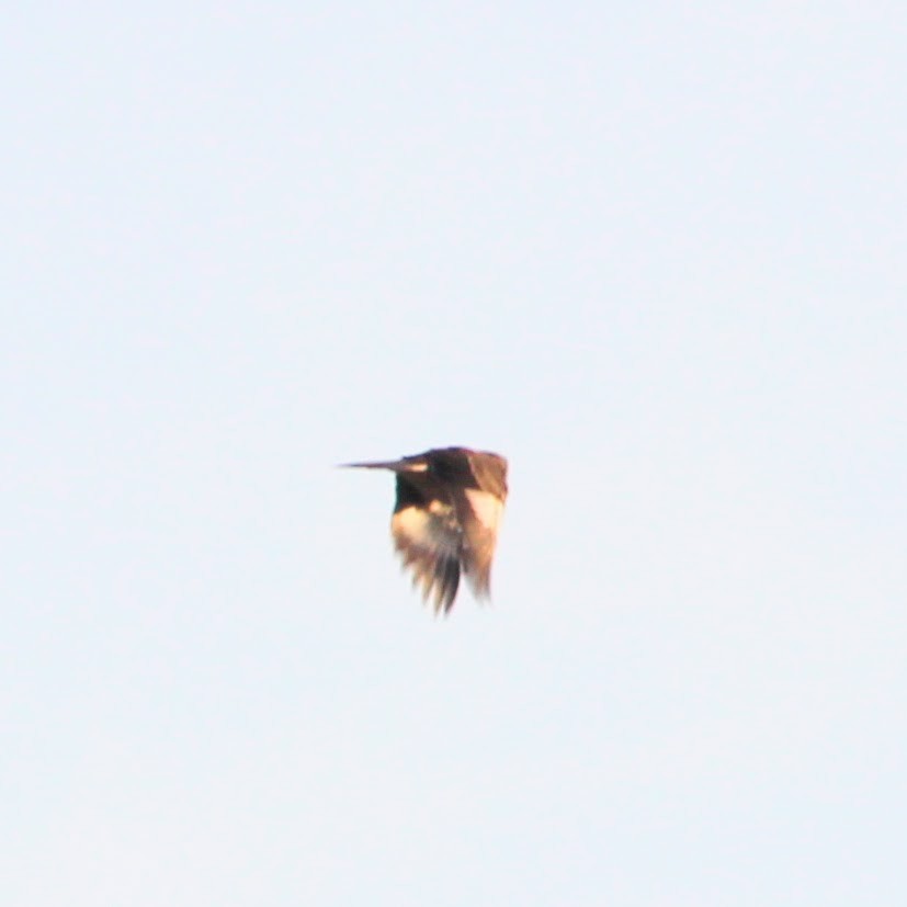 Northern Mockingbird - ML641968793