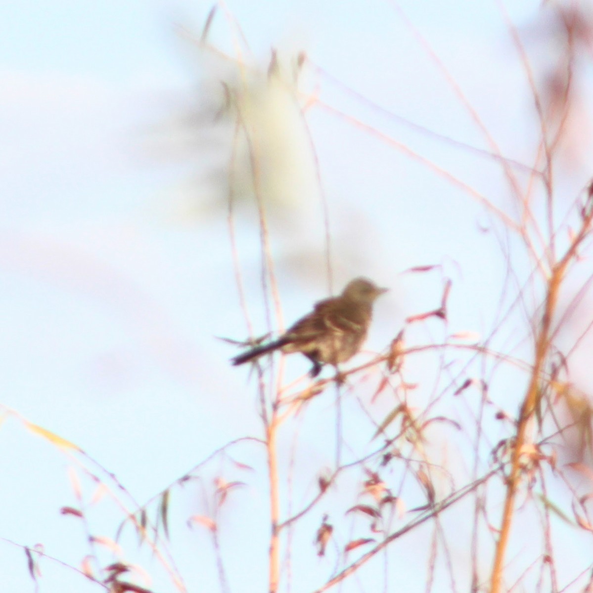 Northern Mockingbird - ML641968794