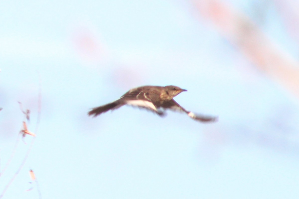 Northern Mockingbird - ML641968795