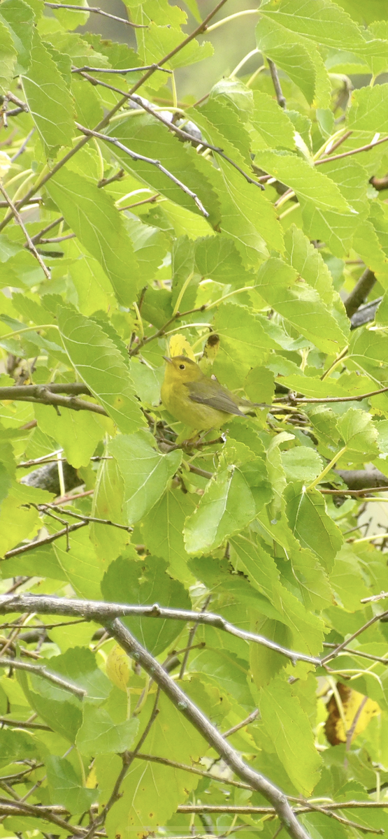 Wilson's Warbler - ML641968798