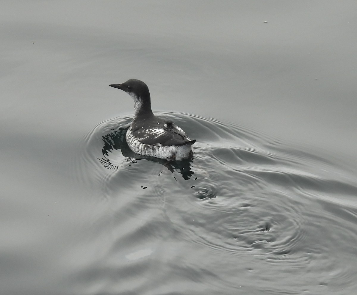 Pigeon Guillemot - ML641968799