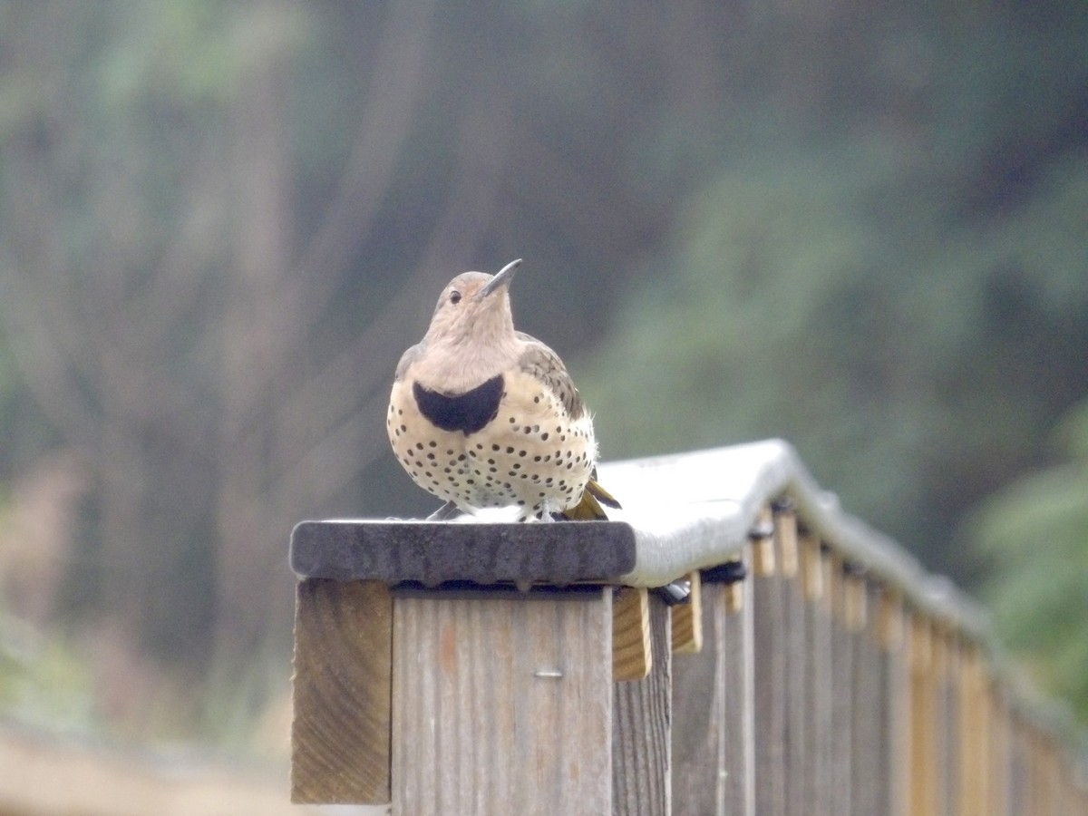 Northern Flicker - ML641968800