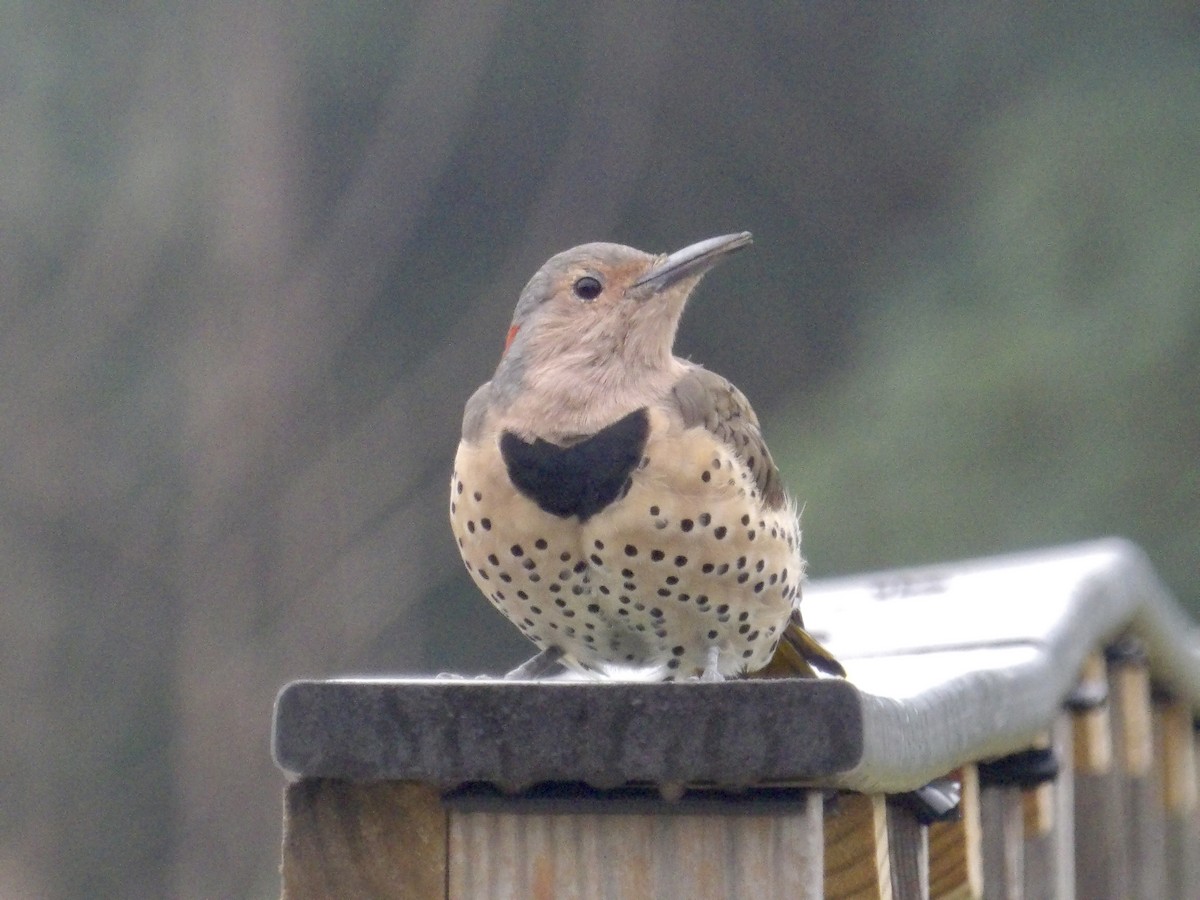 Northern Flicker - ML641968801
