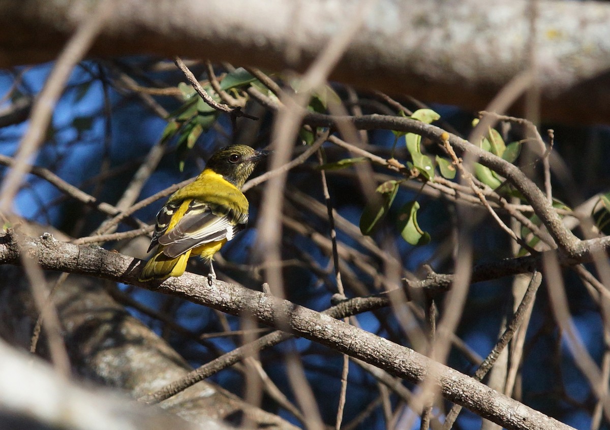 African Black-headed Oriole - ML641968805