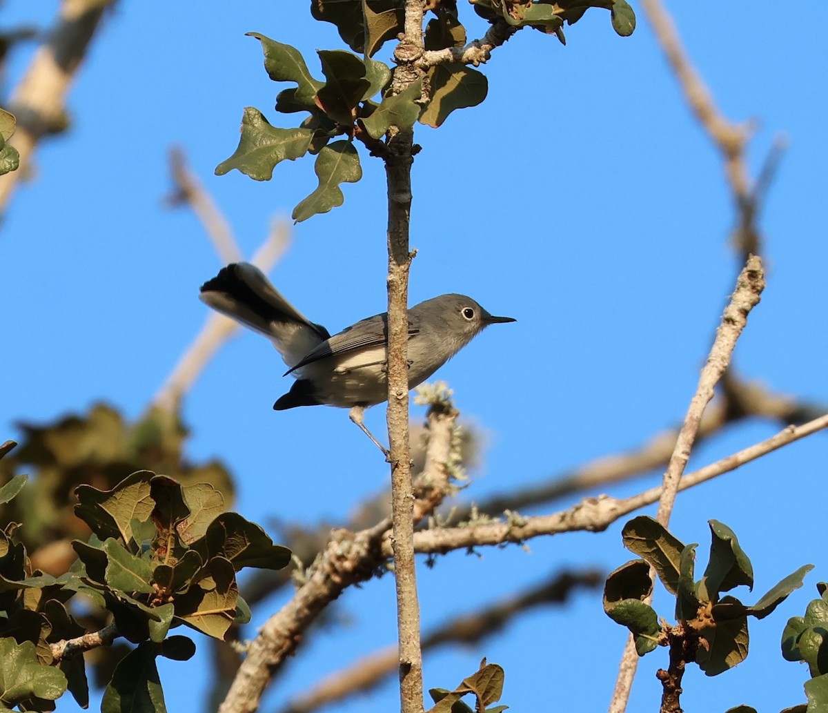 Blue-gray Gnatcatcher - ML641968809
